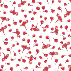 physocarpus opulifolius_red and white