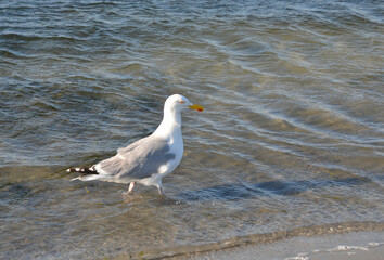 Möwe beim Strandspaziergang am Ostseestrand