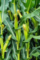 Maisfeld mit Silomais