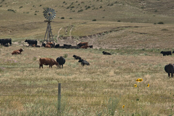 Cattle Ranching in the Sandhills of Western Nebraska
