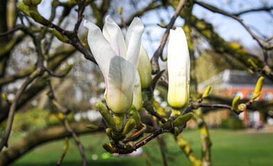 Magnolia flowers at Dunham Massey