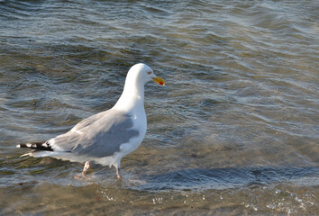 Neugierig schauende Möwe am Ostseestrand