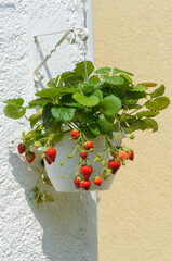 Reife Erdbeeren in einer Ampel