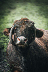 Fototapeta premium Wisent in the Białowieża National Park