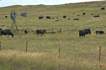 Cattle Ranching in the Sandhills of Western Nebraska