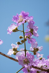 Flower of salao tree is a species of flowering plant in the family Lythraceae.