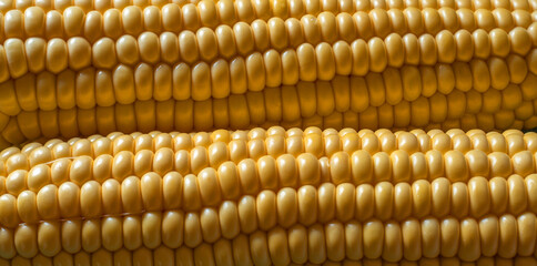 Corn on the cob. Soft focus food background.