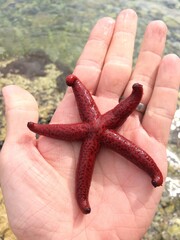 Starfish