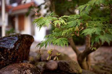 Seed from maple on a tree. beautiful city image: