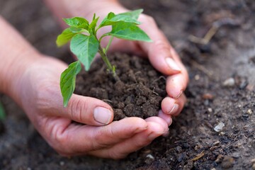 Planting a young plant