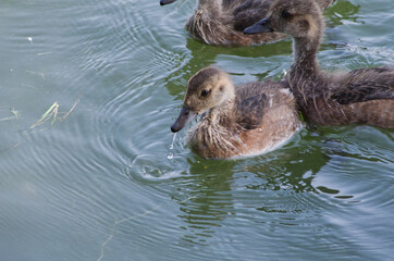 Young American Wigeon (Anas Americana) in Water