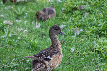 A Female American Wigeon (Anas Americana) on Land