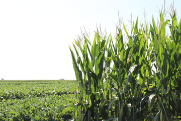 Corn and Soybean Field