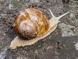 Schnecke mit Haus auf dem Weg