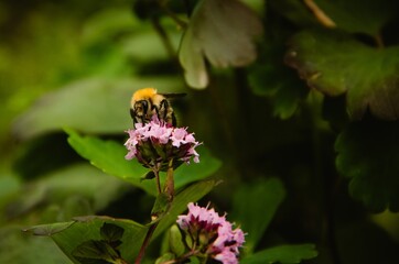 butterfly on a flower
