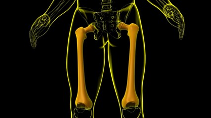 Human skeleton anatomy Femur Bone 3D Rendering © mybox