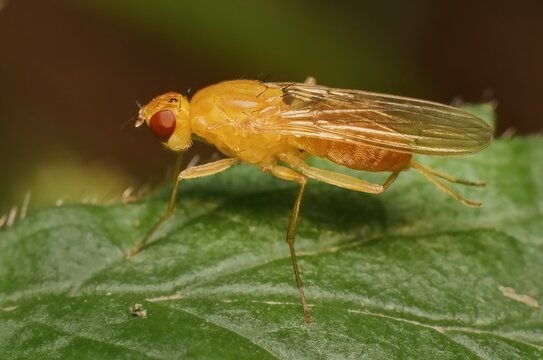 fly Drosophila melanogaster on a leaf