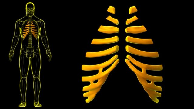 Human skeleton anatomy Costal Cartilage 3D Rendering