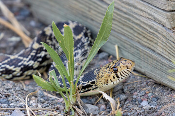 Bull Snake