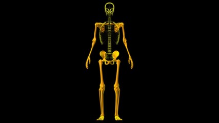 Human Skeleton Appendicular Skeleton Anatomy 3D