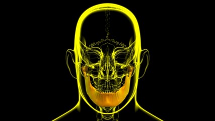 Human Skeleton Skull Mandible Bone Anatomy For Medical Concept