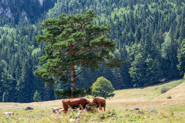 Landscape in Romania