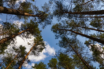 Fototapeta premium Pine forest sky