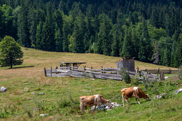 Cattle in a pasture