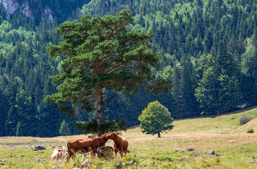 Fototapeta na wymiar Cattle in a pasture