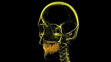 Human Teeth Anatomy 3D Illustration