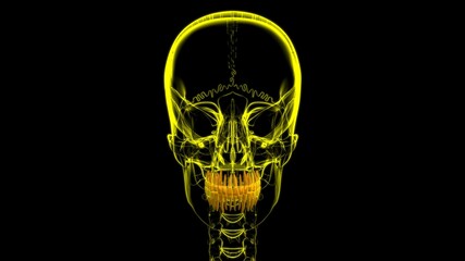 Human Teeth Anatomy 3D Illustration