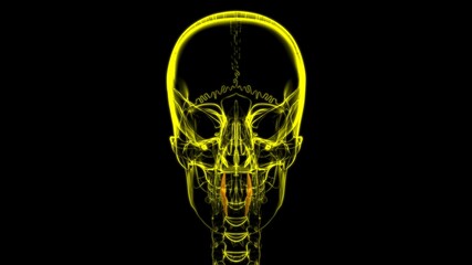 Human Teeth Canine Anatomy 3D Illustration