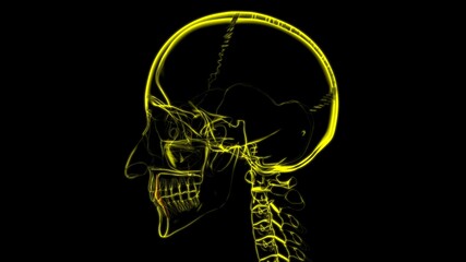 Human Teeth Canine Anatomy 3D Illustration