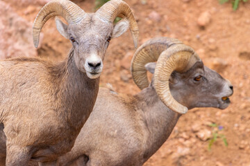 Bighorn Sheep Herd