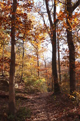 Autumn Colors on Trees, Fallen Leaves on Path Through the Woods