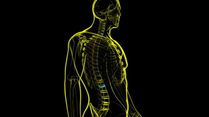 Human Skeleton Vertebral Column Thoracic Vertebrae Anatomy