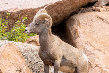 Bighorn Sheep Herd