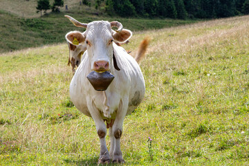Cow in the pasture