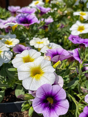 purple and yellow flowers