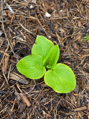 green Hosta leaves on the ground