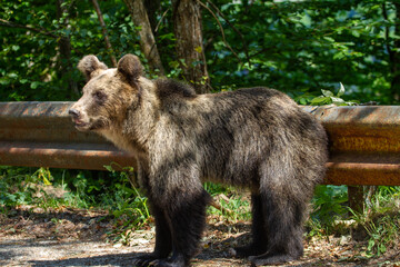 Wild bear on the street in Romania