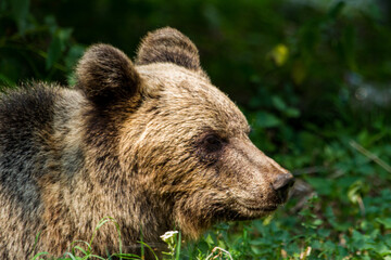 Obraz premium Wild Bear in Romania