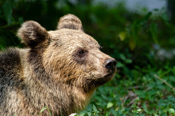 Naklejka na ściany i meble Wild bear on a street in Romania