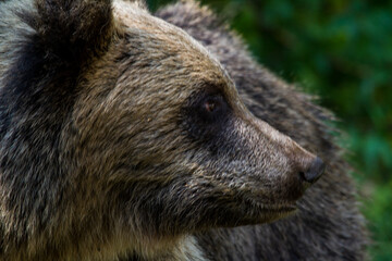 Wild bear on the street in Romania
