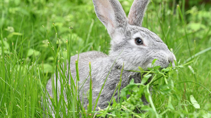 Gray rabbit close-up, on a green lawn