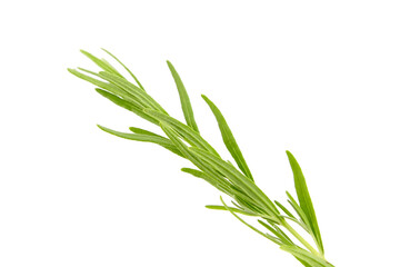 Lavender herb plant with green leaves isolated on white background