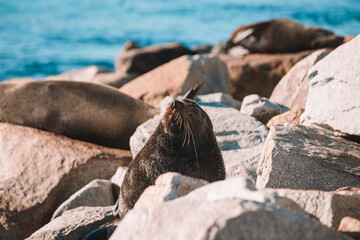 Obraz premium Australian fur seal sitting on a rock.