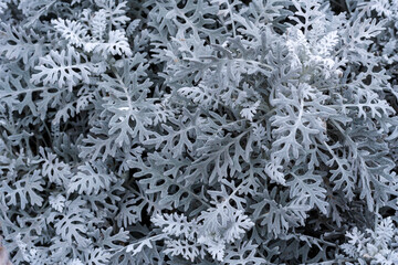 Silver sagebrush, close up. Texture of wormseed. background of wormwood in winter. Beautiful winter texture