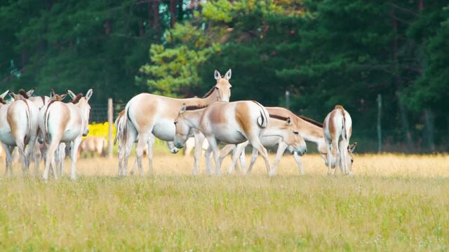Herd of Wild Horses eat grass at meadows, Kulan or Equus hemionus, Protection of Nature Concept. Raising Horses in their natural environment. Animal in the wild, Wildlife, Telephoto lens close up 4k