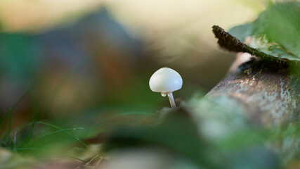 Malowniczy grzybek z lśniącym kapeluszem rośnie na zmurszałym pniu zwalonego drzewa. © Tomasz